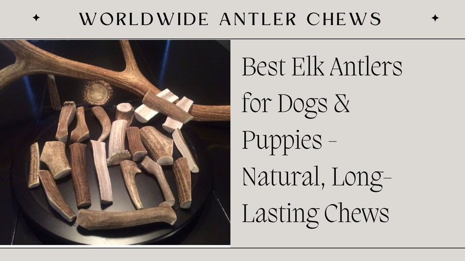 Best Elk Antlers for Dogs & Puppies - Natural, Long-Lasting Chews